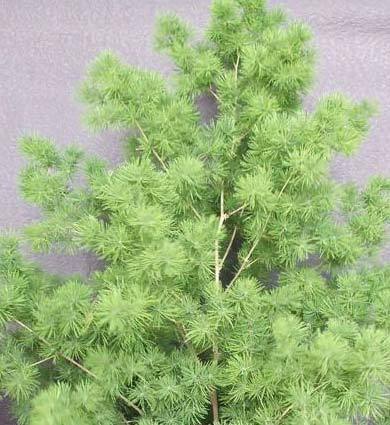 2011年家居旺财旺家的28种植物 2011年家居旺财旺家的28种植物