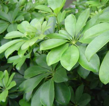 2011年家居旺财旺家的28种植物 2011年家居旺财旺家的28种植物