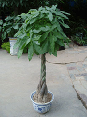 2011年家居旺财旺家的28种植物 2011年家居旺财旺家的28种植物