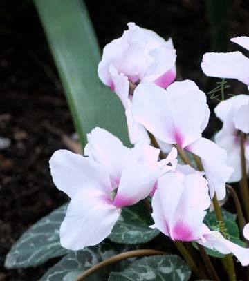 2011年家居旺财旺家的28种植物 2011年家居旺财旺家的28种植物
