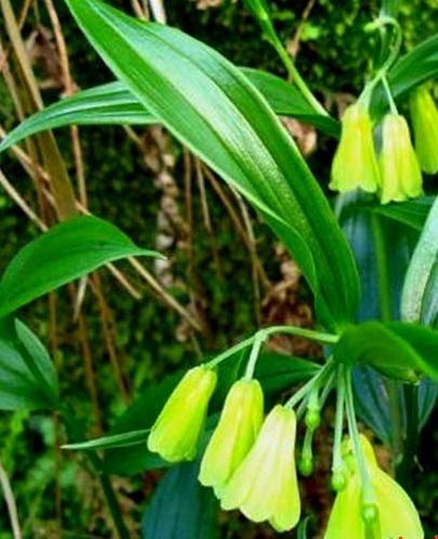 2011年家居旺财旺家的28种植物 2011年家居旺财旺家的28种植物