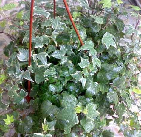 2011年家居旺财旺家的28种植物 2011年家居旺财旺家的28种植物