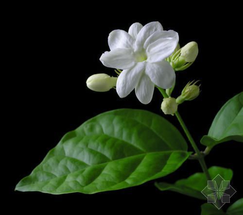 2011年家居旺财旺家的28种植物 2011年家居旺财旺家的28种植物