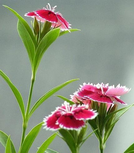 2011年家居旺财旺家的28种植物 2011年家居旺财旺家的28种植物