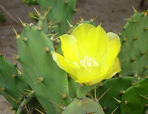 2011年家居旺财旺家的28种植物 2011年家居旺财旺家的28种植物